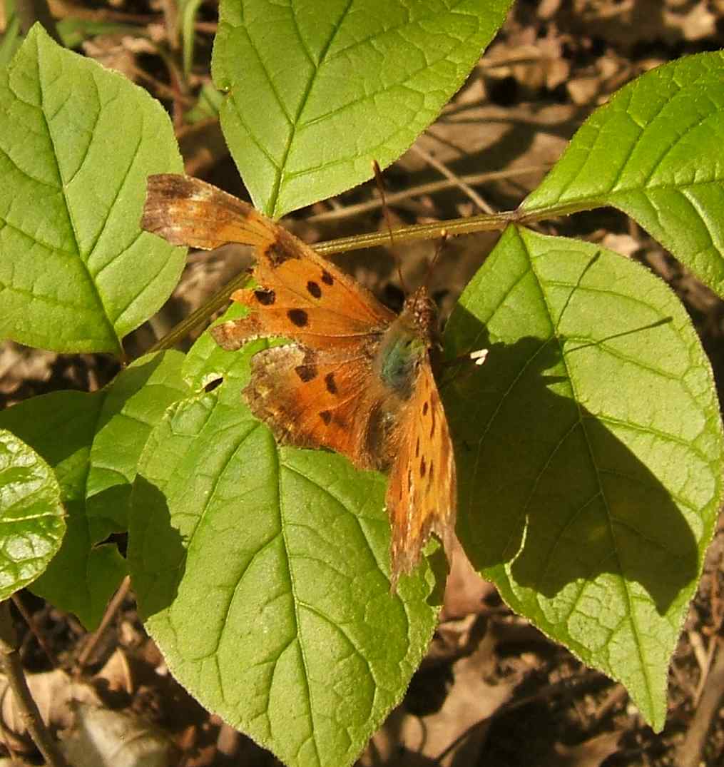 Polygonia comma Polygonia comma